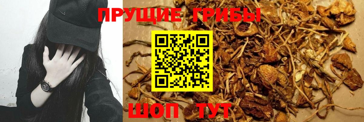 Галлюциногенные грибы Psilocybe Туапсе